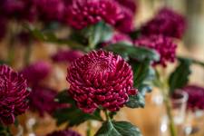 Maxence LE MÉZO - QIVI