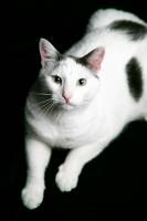 GWENAELE POIROT-ROZEC - POIROT-ROZEC GWENAELE